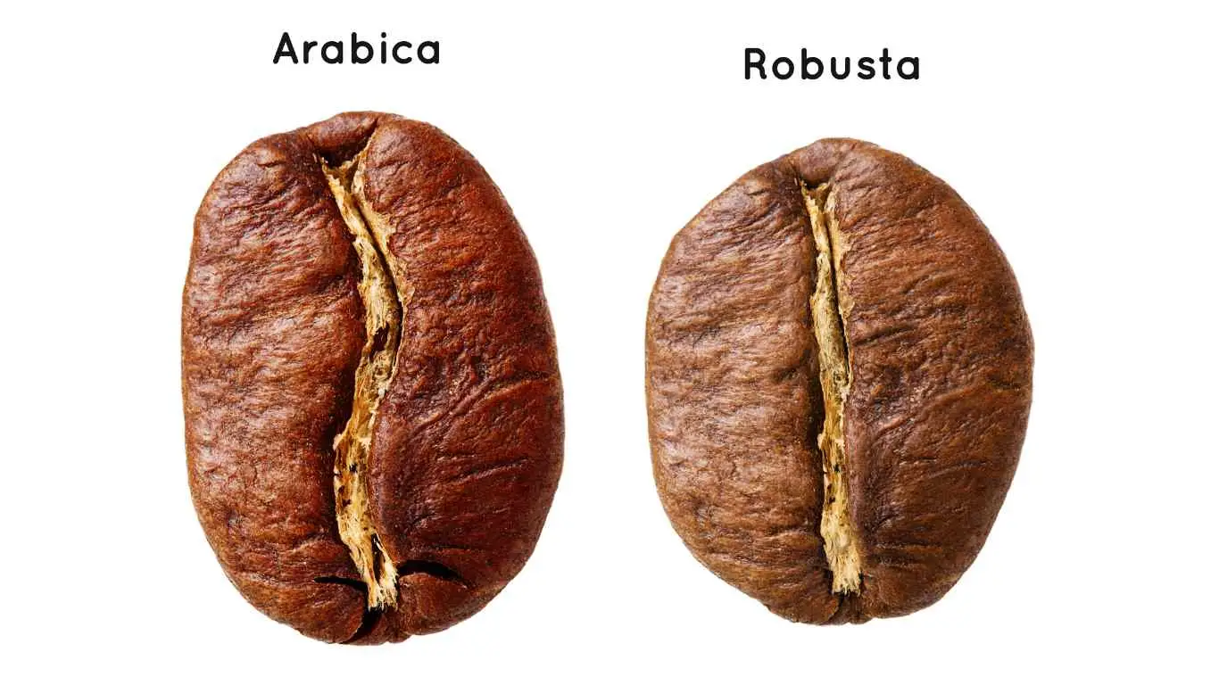 Arabica vs Robusta differenze
