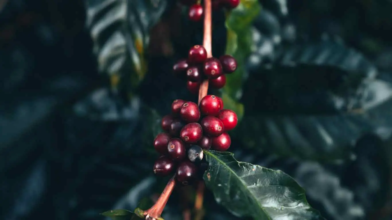 Arabica vs Robusta differenze